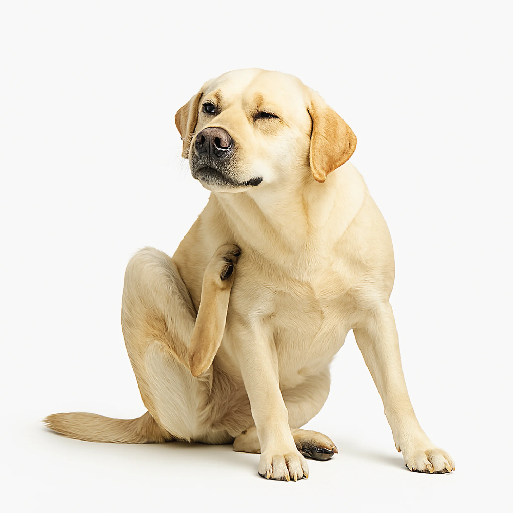 dog-3-web
